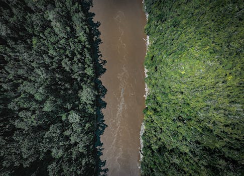 Amazon Jungle Jewel Tambopata Research Peru