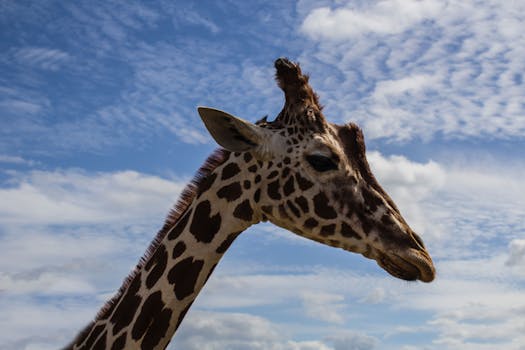 Unveil Safari Elegance at andBeyond Bateleur Camp, Kenya